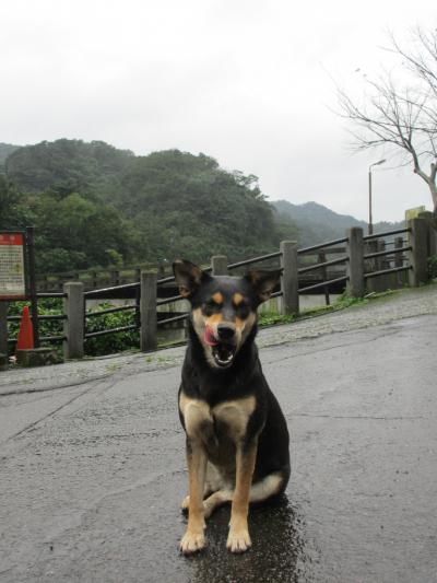 2017.1 ホウトンコレクション