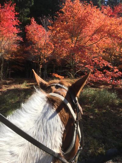 ★紅葉の久住高原を駆ける!!　