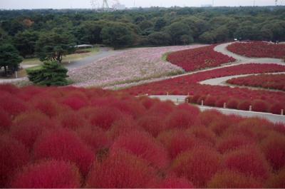 茨城の秋はやっぱこれでしょう～。ひたち海浜公園の真っ赤なコキア