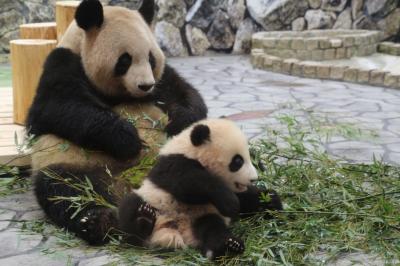 Hello！最強トリプル赤ちゃん、その後！～ジャイアントパンダ・エンペラーペンギン・レッサーパンダの赤ちゃんズ、アドベンチャーワールドにて