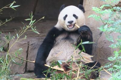 2017 初めてのサンディエゴ　～5日目：　サンディエゴ動物園～