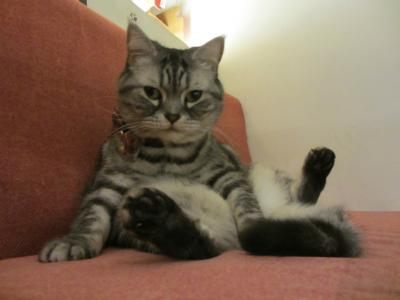 Day8 台北・台南・高雄 美味しいもの食べて、ネコ探し