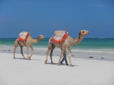 真っ青なビーチ、真っ白な砂浜、美味いシーフード、これがケニア！