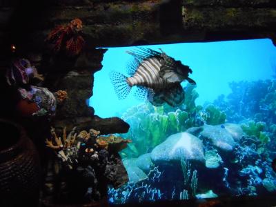 ひさしぶり　ゆったり　クアラルンプール　Ⅱ（水族館）