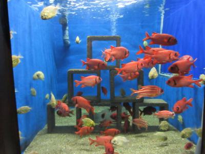 保養に南紀白浜温泉に行ってきました～京都大学白浜水族館