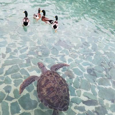 泳ぎたかったから　２