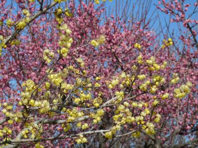 つつじが岡公園のウメ_2017_白梅は咲き始め、紅梅は見頃過ぎ、ロウバイは８分咲き程度で見頃だった。（群馬県・館林市）