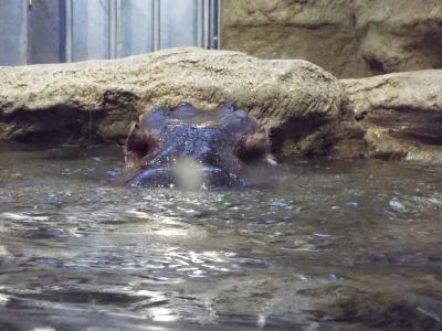 ２０１７年１月北海道　その２　円山動物園