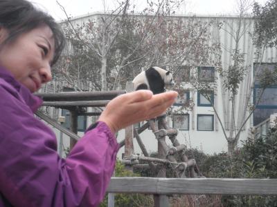 ちょっと寒いのね、青島。　青島動物園でパンダ。