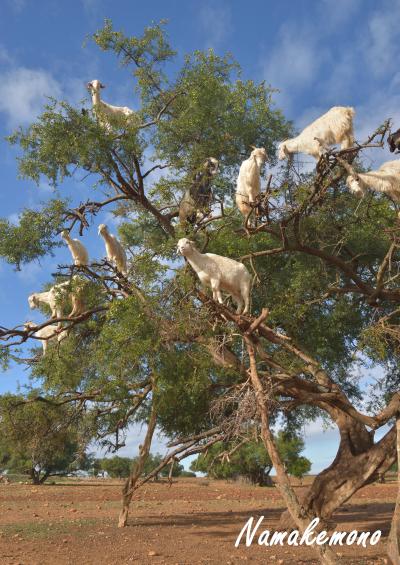 漁港の街 エッサウィラ