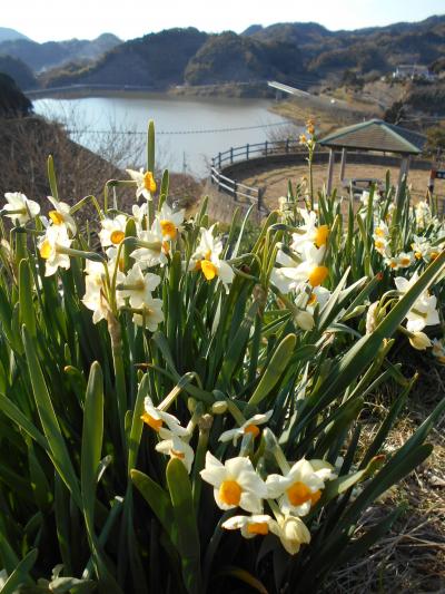 『千葉　南房総・鋸南町　「水仙」は お山・・にだけ、咲いていた』（旧　小学校！の　モダン「道の駅」。　「濃溝の滝」は、房総の新名所）