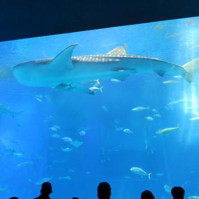 三回目の美ら海水族館 ☆５