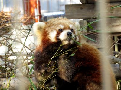 冬のレッサーパンダ紀行【４】 夢見ケ崎動物公園＆徳山動物園　出張の合間を縫っての短時間動物園訪問・・・リフレッシュには最高ですよ！！