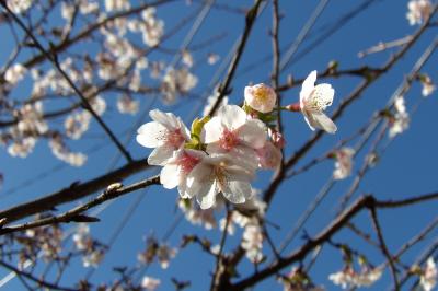 玉縄桜が3分咲きになりました