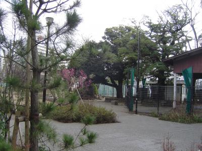 梅を見に行きました。帰りは羽田空港でお食事