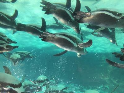 舞浜ユーラシア温泉満喫と葛西水族園