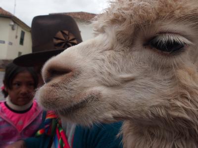 新婚旅行☆マチュピチュ・ウユニ塩湖10日間の旅②(クスコ編)
