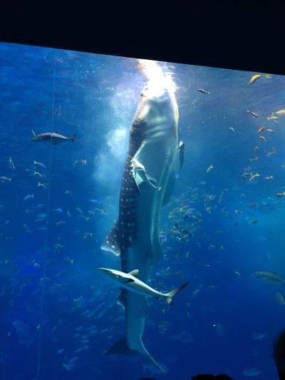 美ら海水族館