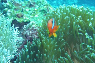 石垣島ダイビングの旅