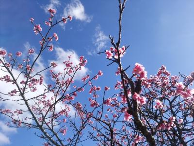 最旬!寒緋桜の沖縄県