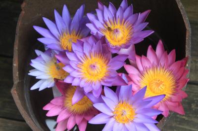 虹とマンタとマンゴーと