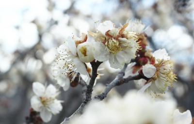 春は名のみの風の寒さや　東谷山フルーツパーク♪＆いつもの散歩道　愛知県緑化センター♪