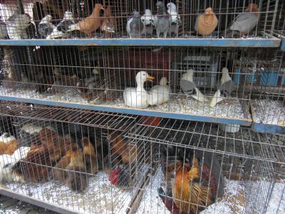 アムステルダム中央から日帰りでアントワ－プ小鳥の市場へ！