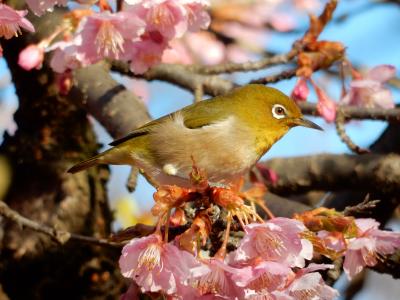 代々木公園の河津桜はまだ五分咲きかな