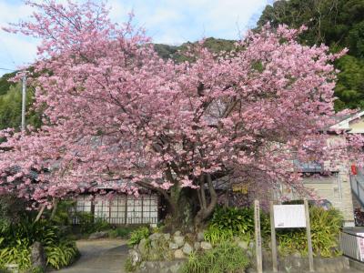 南伊豆・弓ヶ浜温泉旅行③豊泉橋&#12316;河津桜原木&#12316;来宮神社&#12316;河津駅&#12316;伊豆下田駅迄