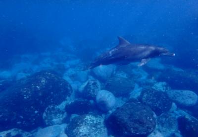 イルカに会いに大人の夏合宿