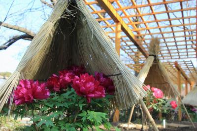 鶴岡八幡宮～見頃を迎えた正月ぼたんと春の気配～