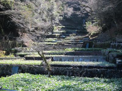 源泉掛け流しの自炊宿とわさび田を目指して、中伊豆方面へ