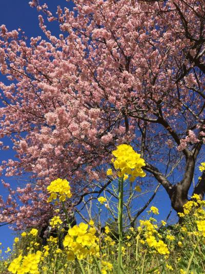 みなみの桜と菜の花まつり