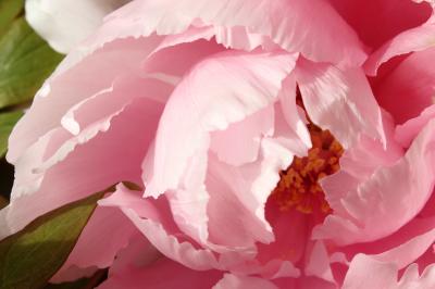 雪舞う寒中の愛らしき冬牡丹♪　名古屋市徳川園