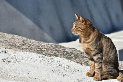 ねこ島