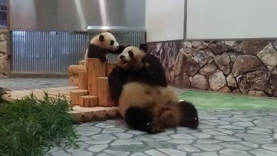 パンダに会いに極寒のアドベンチャーワールドへ