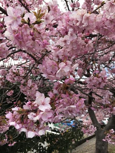 伊東☆風の薫で一人旅