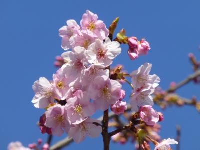 松戸で桜２　２０１７