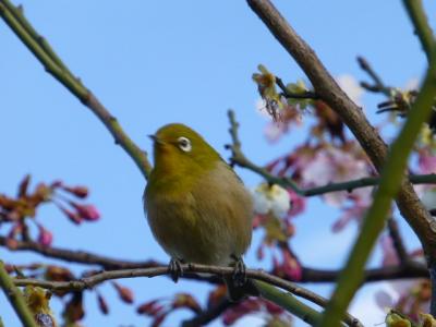 汐入公園でメジロ君と勝負　２０１７