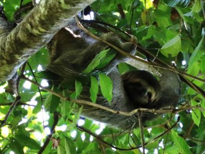 野生のナマケモノを見に