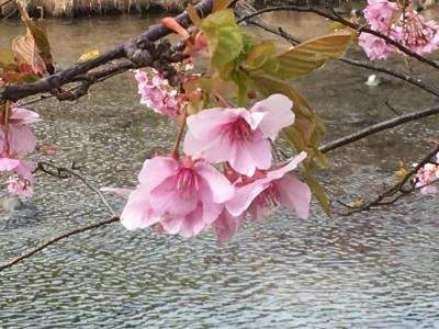 ふらり河津～下田散歩&#128694;‍♀️