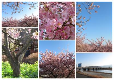 新松田　河津桜とつるし雛を見に散歩♪