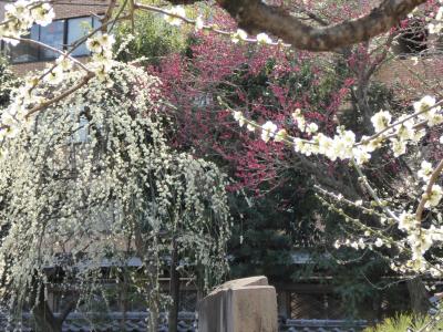 湯島天満宮「梅まつり」　Vol.2　庭園に咲き乱れる梅を優雅に眺めて♪