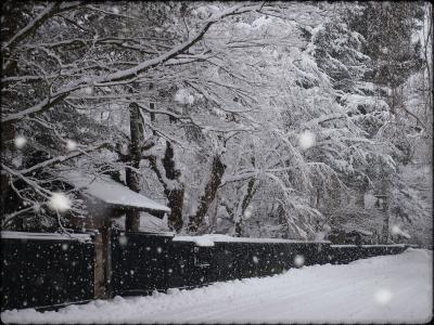 今冬は、雪をたっぷり堪能～～！！　☆角館　武家屋敷通りの雪景色☆
