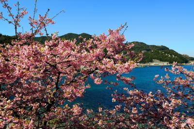 豊後水道河津桜まつり2017 後半