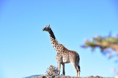 Dynamic TANZANIA！動物の赤ちゃんにたくさん会えたよ～♪      ～Ndutu1日目～