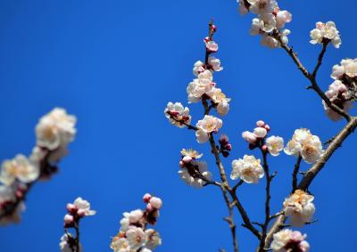 東京・野川沿いを歩いて調布の深大寺と神代植物園～春はもうすぐ