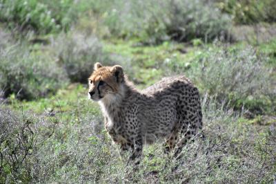 Dynamic TANZANIA！ 動物の赤ちゃんにたくさん会えたよ～♪       ～Ndutu2日目～