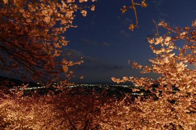 2017年2月　まつだ桜まつり