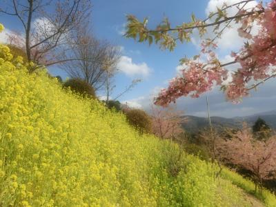 ☆彡春色を求めて☆彡あぐりパーク嵯峨山苑